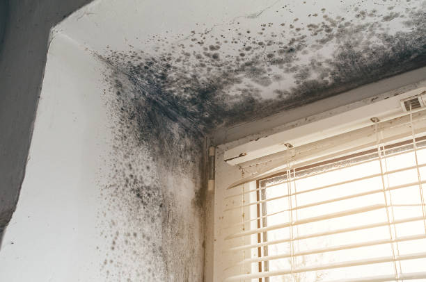 Affordable Mold Cleanup solutions in Union City, PA